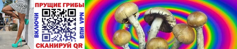 Псилоцибиновые грибы мицелий Новосиль